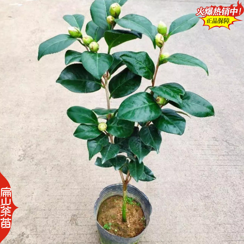 浓香型十八学士茶花苗四季香妃山茶花树苗红色黄色粉色3