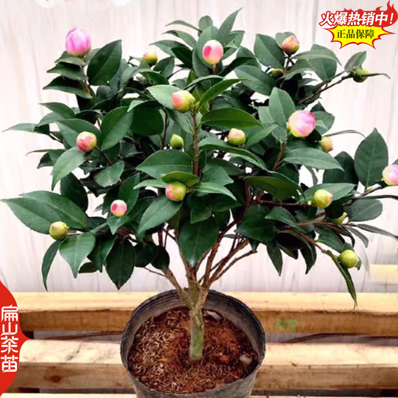 浓香型十八学士茶花苗四季香妃山茶花树苗红色黄色粉色3