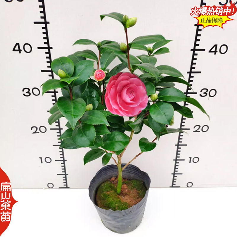 浓香型十八学士茶花苗四季香妃山茶花树苗红色黄色粉色3