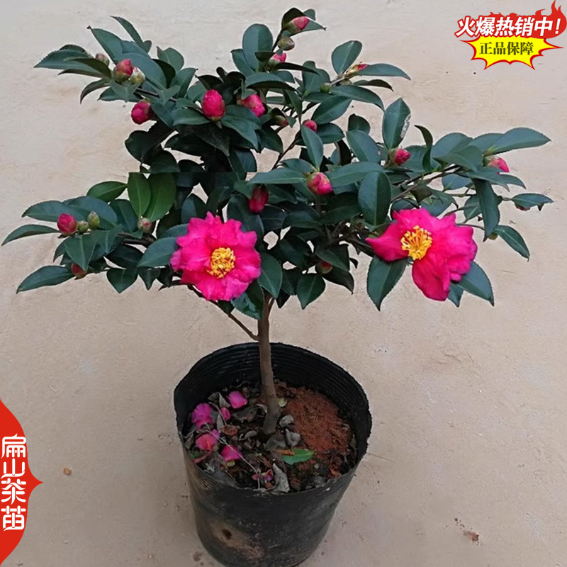 浓香型十八学士茶花苗四季香妃山茶花树苗红色黄色粉色3