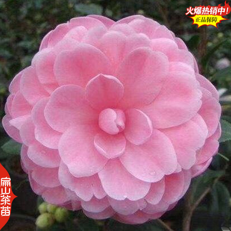 粉红色茶花苗克瑞墨重瓣红玉粉底洒红丝大小杯苗1米