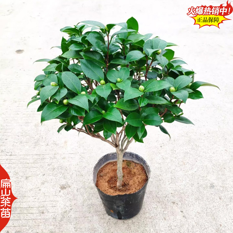 粉红色茶花苗克瑞墨重瓣红玉粉底洒红丝大小杯苗1米