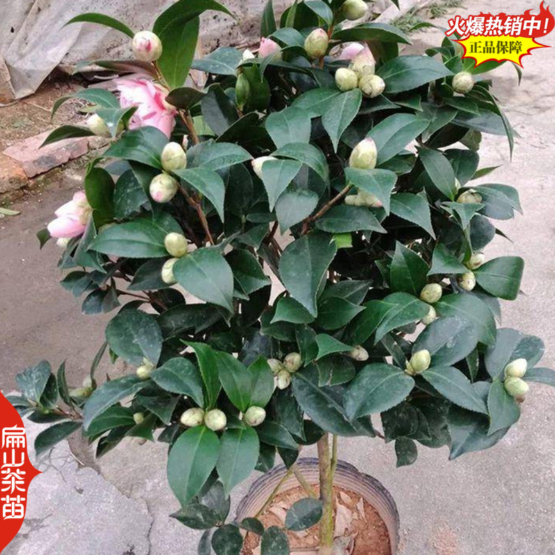 粉红色茶花苗克瑞墨重瓣红玉粉底洒红丝大小杯苗1米