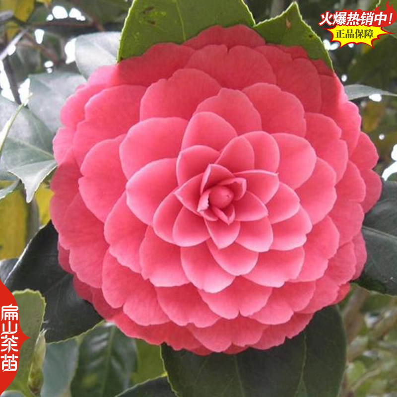 一树多色茶花苗云茶云杂云茶半重瓣红底白边茶花树苗3
