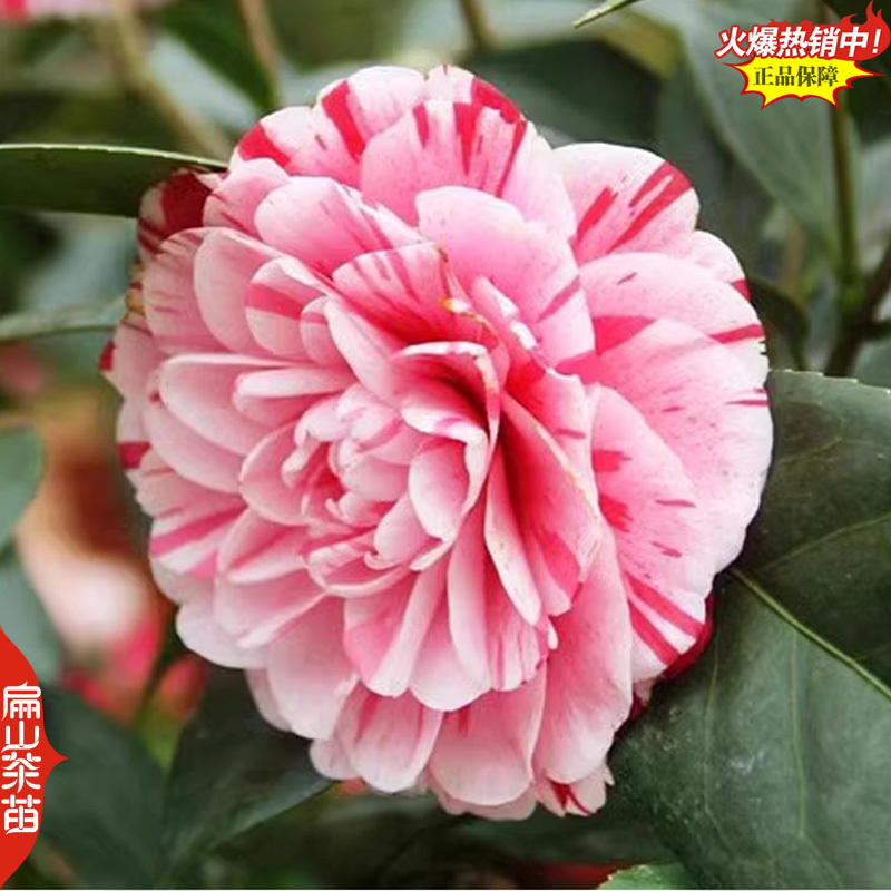 一树多色茶花苗云茶云杂云茶半重瓣红底白边茶花树苗3