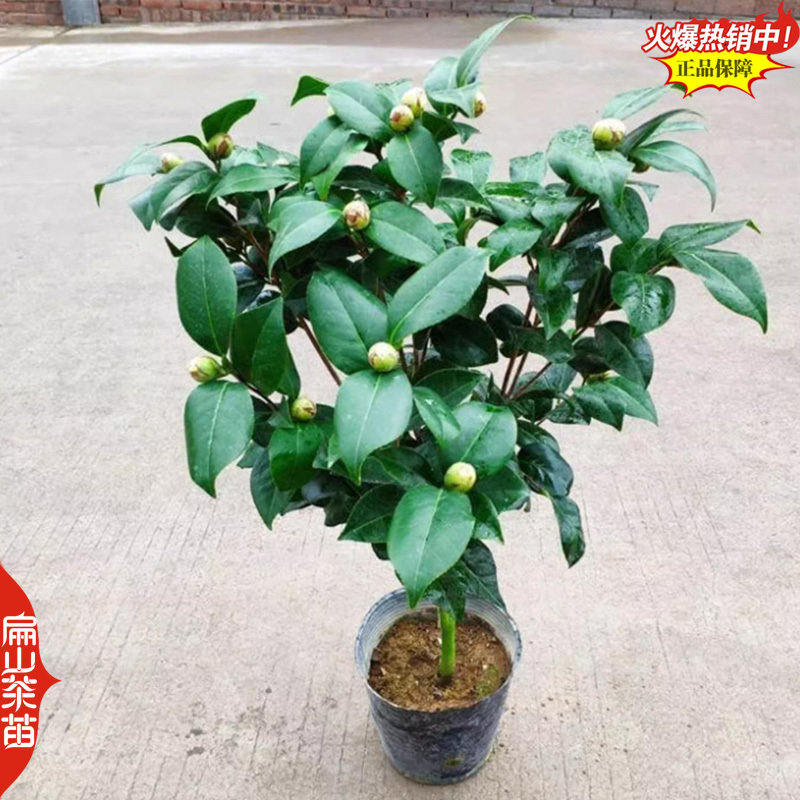 一树多色茶花苗云茶云杂云茶半重瓣红底白边茶花树苗3