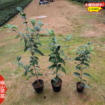 一树多色茶花苗云茶云杂云茶半重瓣红底白边茶花树苗3