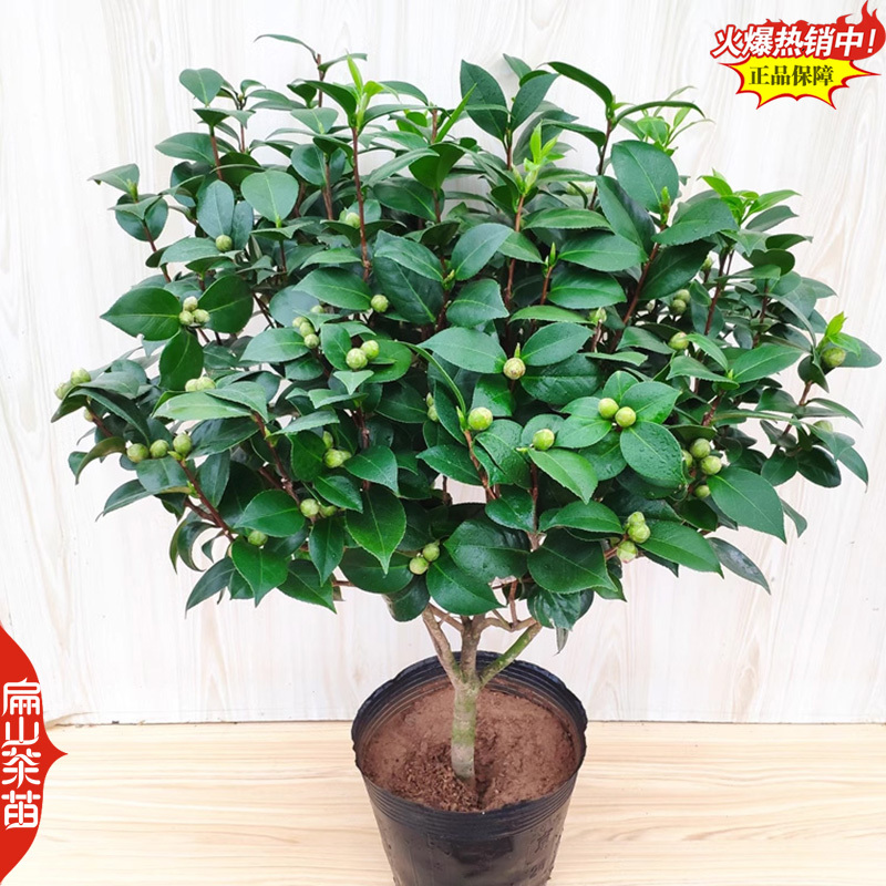 一树多色茶花苗云茶云杂云茶半重瓣红底白边茶花树苗3