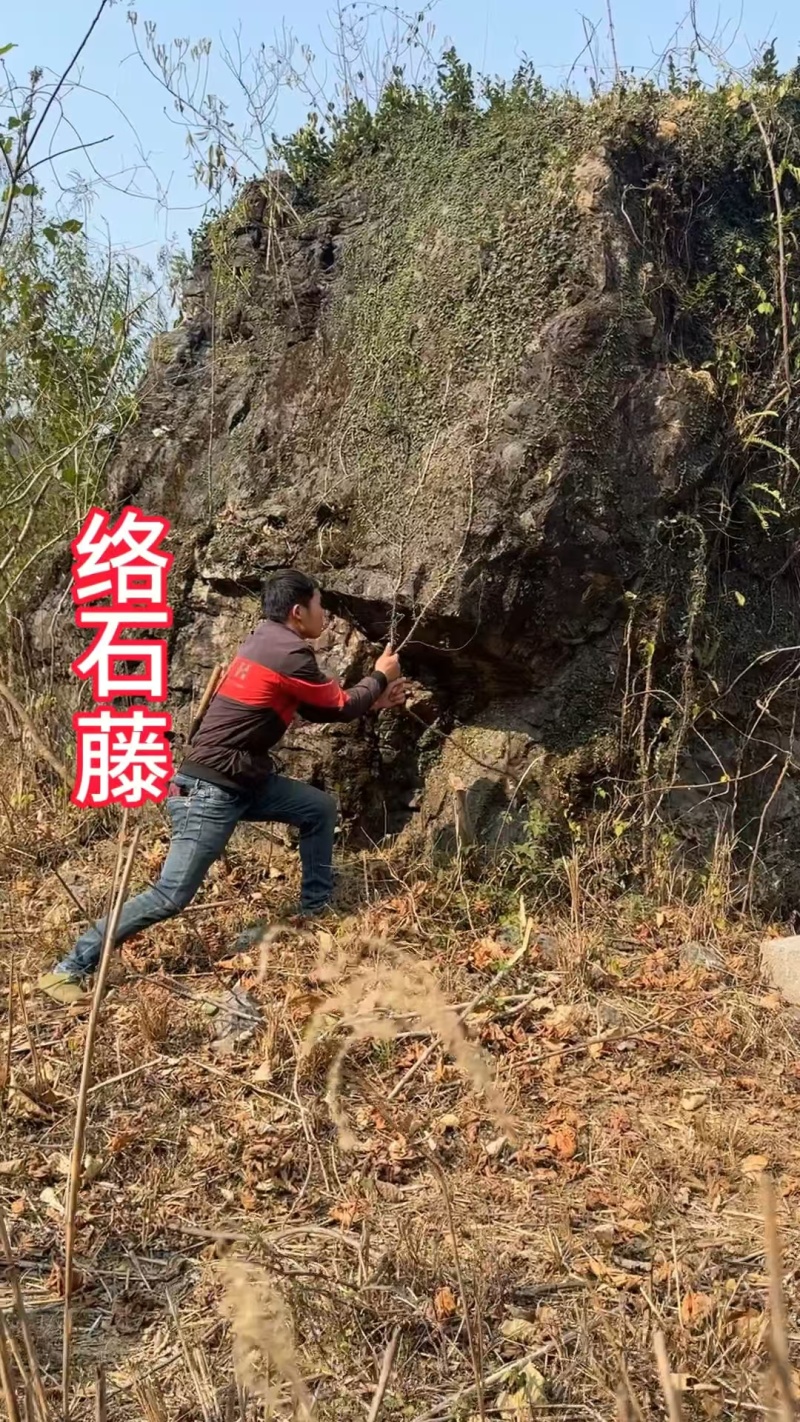 络石藤中药材干货无硫品质优可视频看货欢迎来电咨询