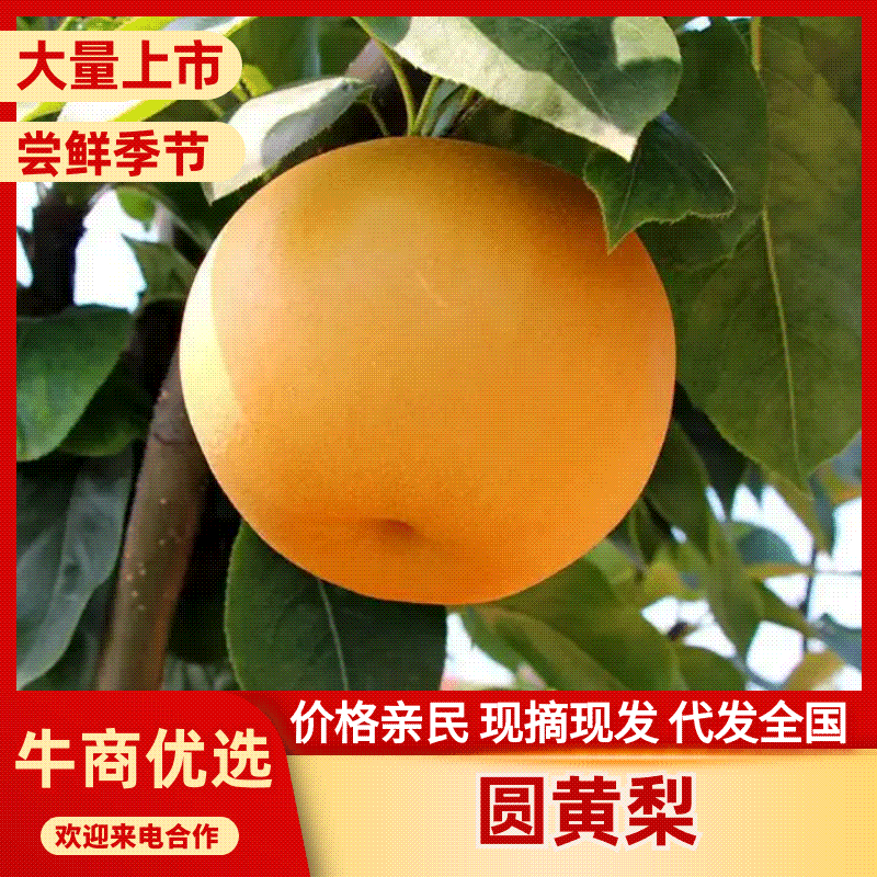 套袋秋月梨，基地直发，量大优惠，可视频看货，欢迎合作