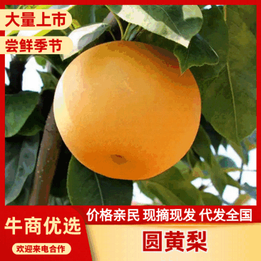 秋月梨一件代发，产地一手货源，果肉细腻无渣，脆甜多汁