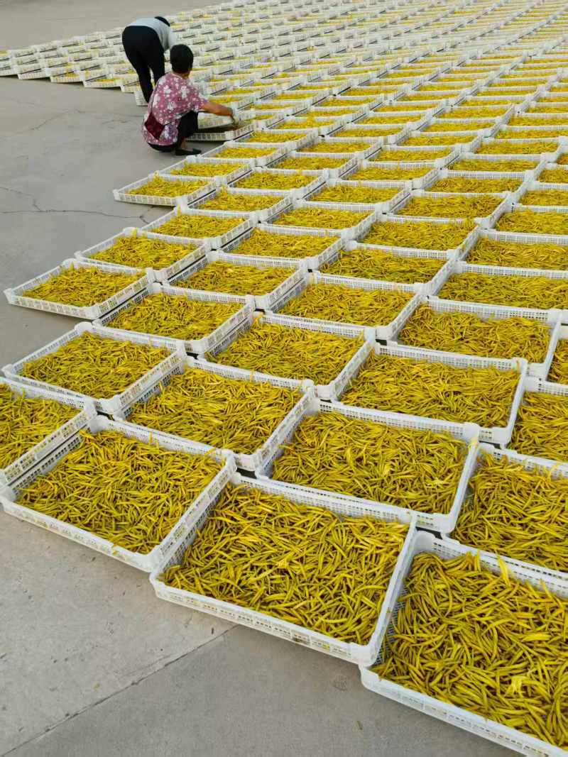 宁夏大白条黄花菜精品黄花菜大量供应代发全国市场电商