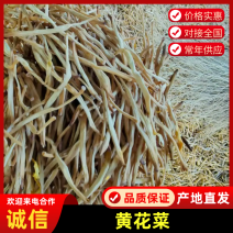 【黄花菜】大荔原品黄花菜袋装箱装都有产地直发量大从