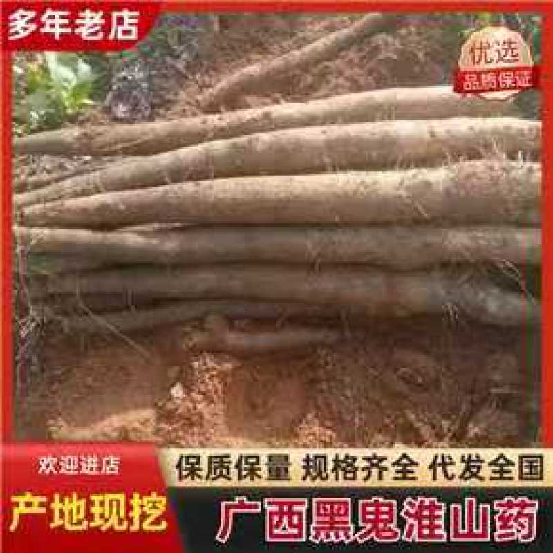 《黑鬼淮山药》广西山药/产地直发/新货上市/全国供应批发