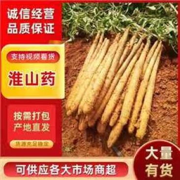 《淮山药》广西淮山药/白鬼黑鬼淮山药/产地货源全国供应