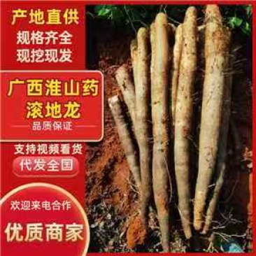 《黑鬼淮山药》广西山药/产地直发/新货上市/全国供应批发