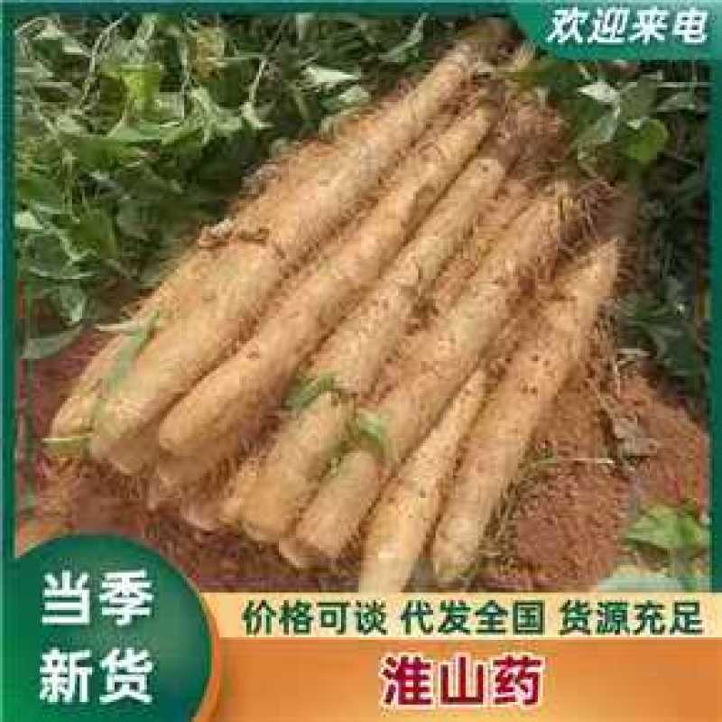 《白鬼淮山药》广西山药/产地直发/新货上市/全国供应批发