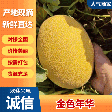 哈密瓜民勤蜜瓜甜而不腻口感细腻爽滑脆甜多汁欢迎咨询
