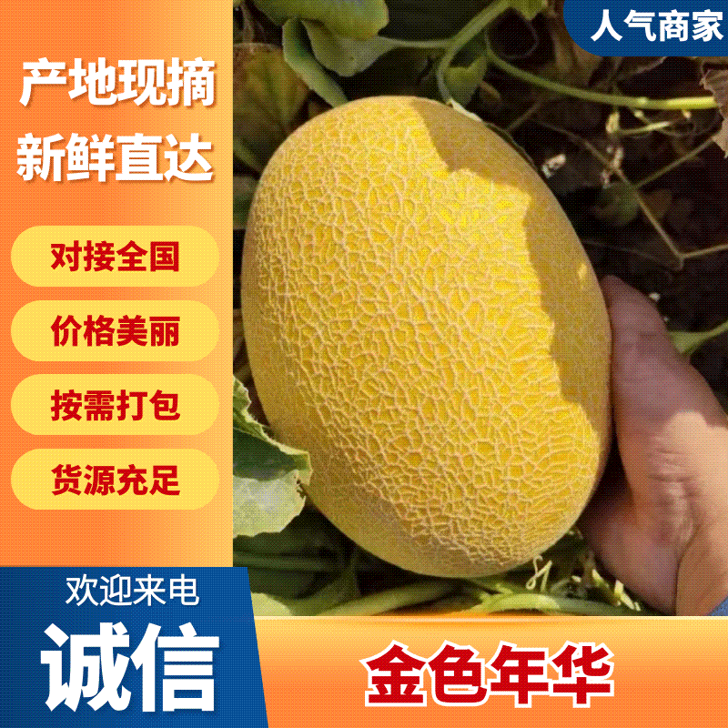 哈密瓜民勤蜜瓜甜而不腻口感细腻爽滑脆甜多汁欢迎咨询