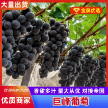 晋州巨峰葡萄大量有货基地直供现摘现发欢迎咨询来电
