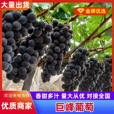 晋州巨峰葡萄大量有货基地直供现摘现发欢迎咨询来电