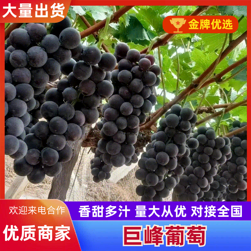 晋州巨峰葡萄大量有货基地直供现摘现发欢迎咨询来电