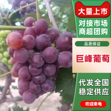 沙土地巨峰葡萄口感纯甜甜水灌溉价格优惠欢迎咨询
