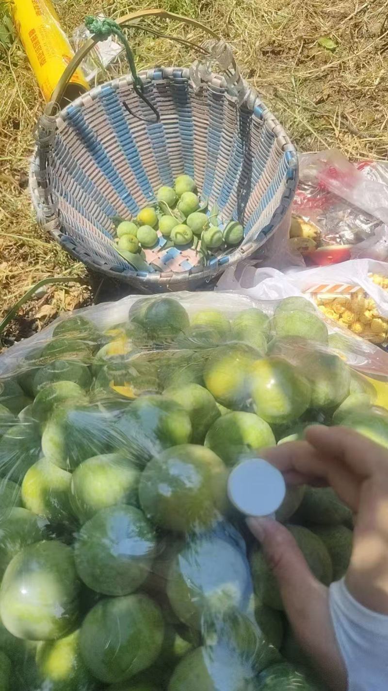 李子青翠李子口感脆甜产地直供一手货源欢迎咨询