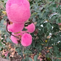 苹果红富士苹果套袋红富士苹果产地直供欢迎咨询