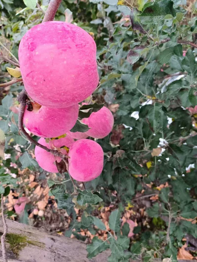 苹果红富士苹果套袋红富士苹果产地直供欢迎咨询
