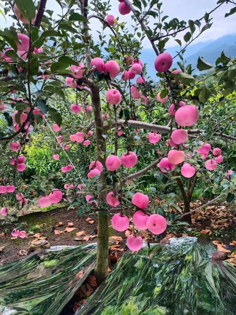 苹果红富士苹果套袋红富士苹果产地直供欢迎咨询