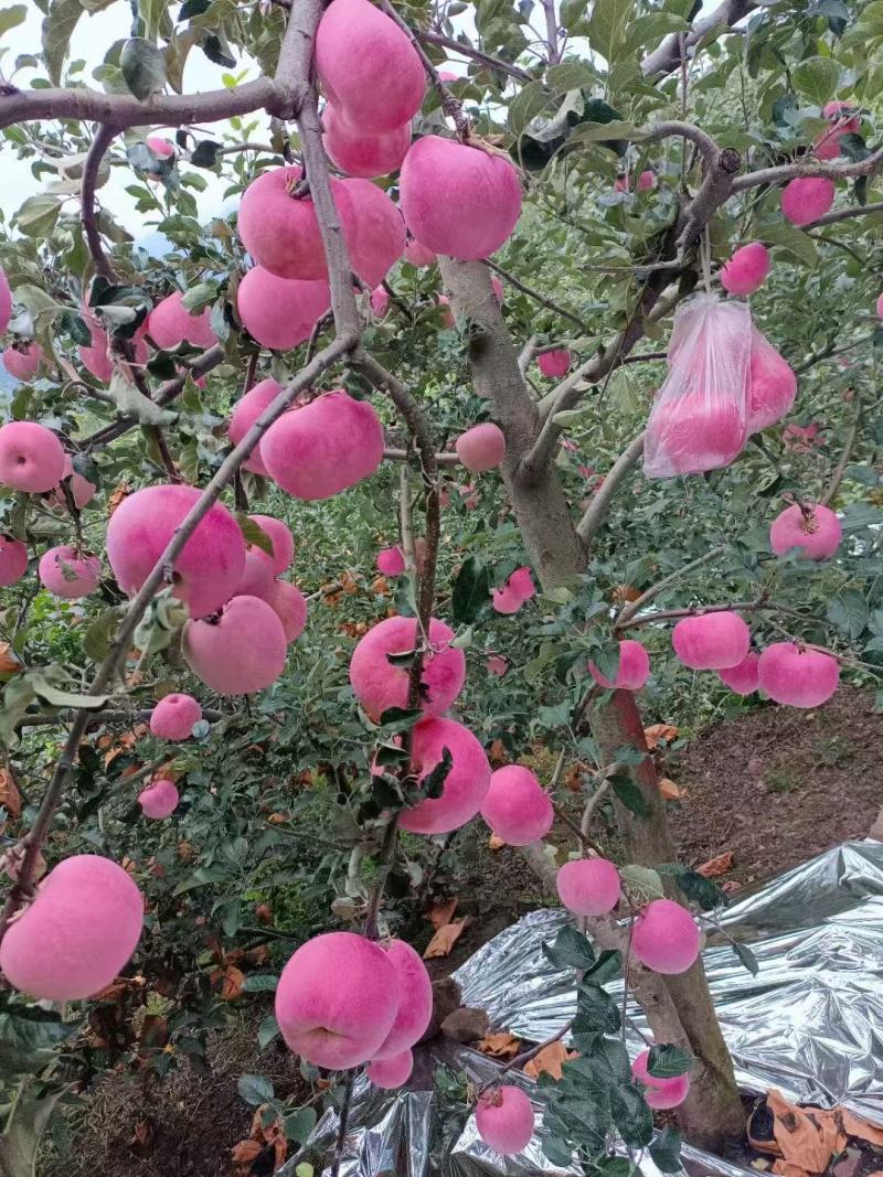 苹果红富士苹果套袋红富士苹果产地直供欢迎咨询