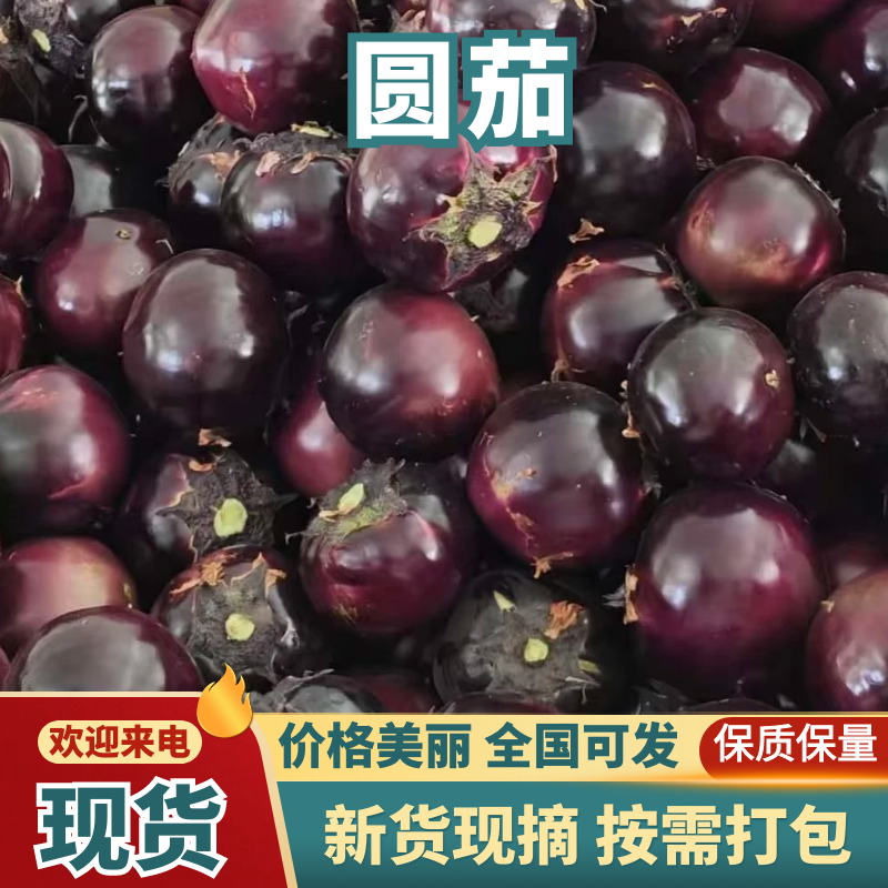 【热卖中】河南紫光圆茄，个头均匀，色泽鲜亮，价格美丽