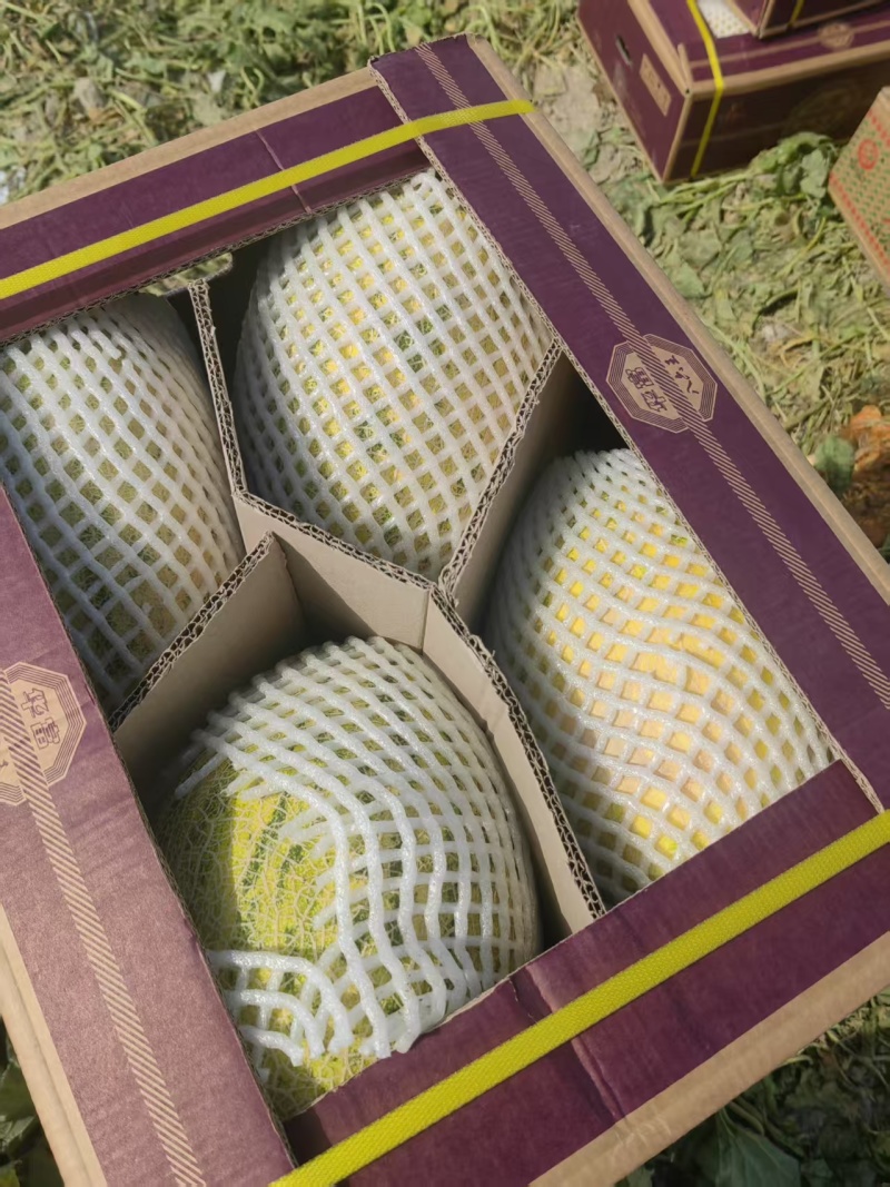 哈密瓜新疆86王哈密瓜，大量现货供应，实力代办视频看货