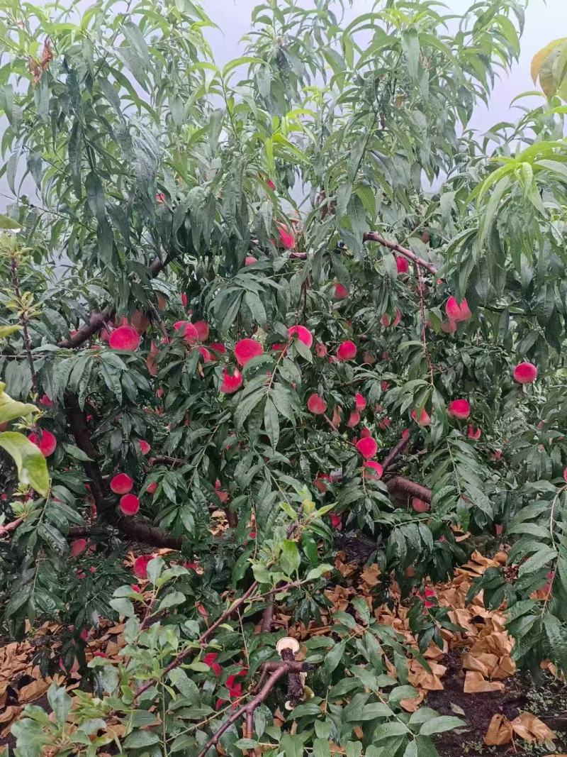 桃子毛桃现摘现发产地直供一手货源欢迎咨询