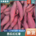精选西瓜红红薯大量上市，规格齐全发货装车一条龙服务