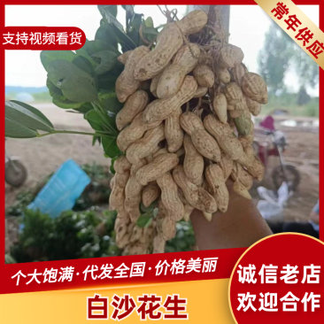 鲜花生，开封白沙大果鲜花生大量上市中，供应各大档口电商超