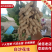 鲜花生，开封白沙大果鲜花生大量上市中，供应各大档口电商超