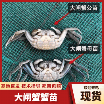 江苏4母6公大闸蟹苗产地发货一手货源对接全国电商商超