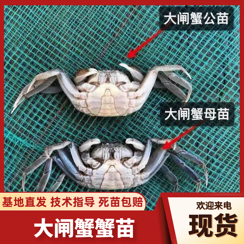 江苏4母6公大闸蟹苗产地发货一手货源对接全国电商商超
