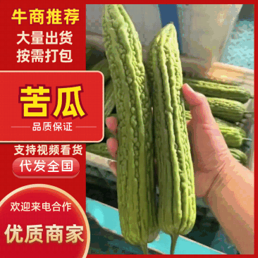 苦瓜翠绿对接批发市场超市电商诚信经营等您来电