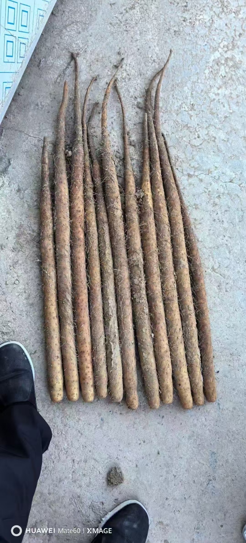 山药大量有货