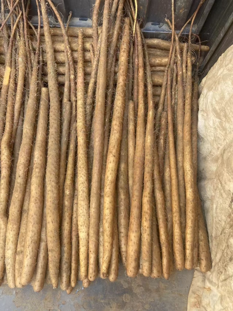 山药大量有货