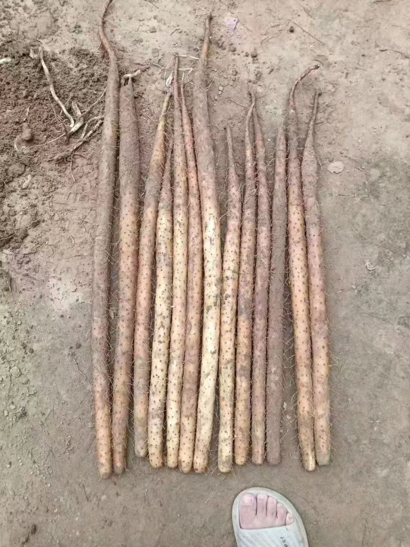 山药大量有货