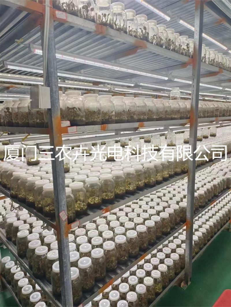 120cm-金线莲组培灯