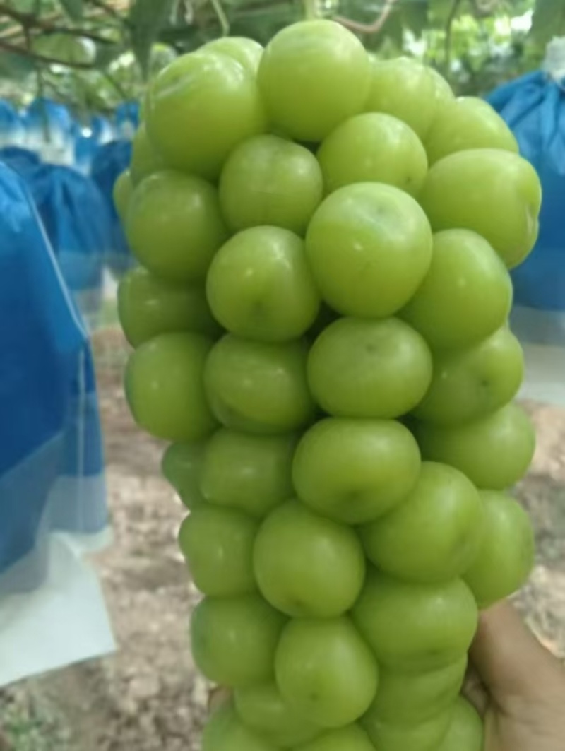 阳光玫瑰陕西阳光玫瑰基地直发量大从优欢迎咨询