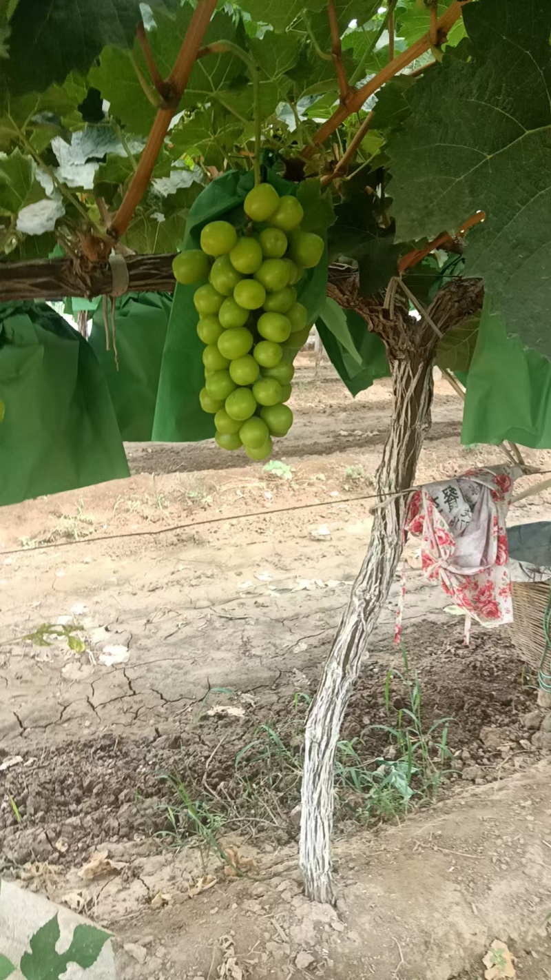 阳光玫瑰陕西阳光玫瑰基地直发量大从优欢迎咨询