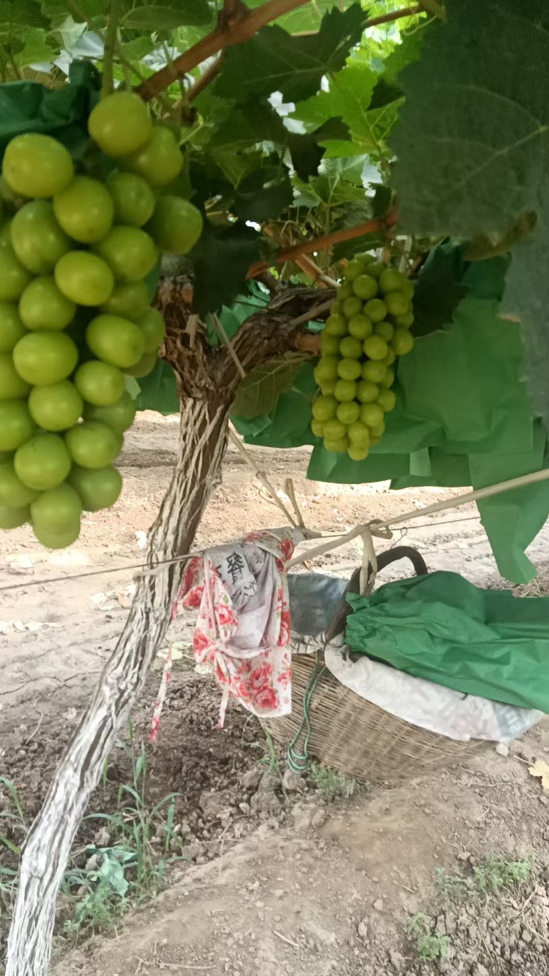 阳光玫瑰陕西阳光玫瑰基地直发量大从优欢迎咨询