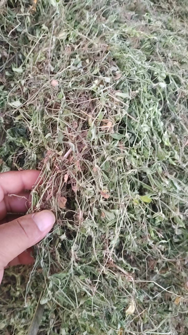 黄毛耳草大量上市产地直发可视频看货