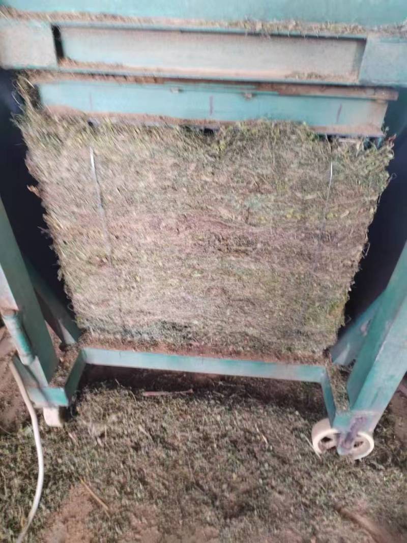 黄毛耳草大量上市产地直发可视频看货